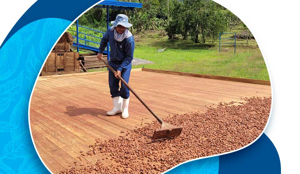 Our experimental cocoa farms, a contribution to the sustainable development of the Colombian rural sector!